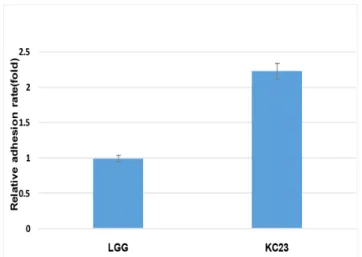 Fig.  5.  Adhesion  ability  of  Lactobacillus  plantarum  KC23  to  Caco-2  cell.