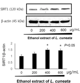 Fig. 3. Effect of L. cuneata ethanol extract on SIRT1 activation  in HT-29 cells. HT-29 cells were treated with 0, 200, 400, 600  μg/mL  L