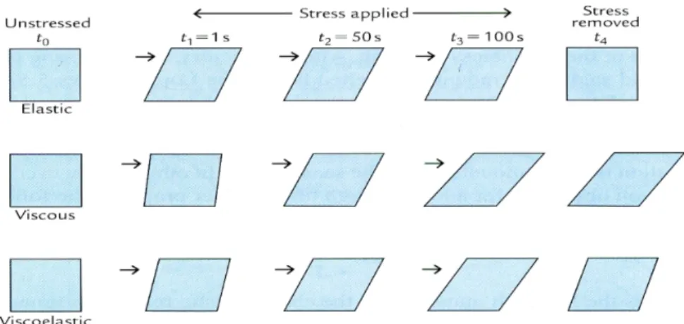 Fig.  1.  Schematic  representation  of  elastic  solid,  Newtonian  liquid,  and  viscoelastic  solid  (Bourne,  2002).