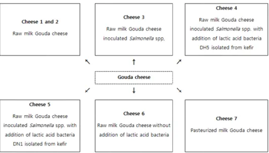 Fig.  2.  Seven  different  type  of  Gouda  cheeses  made  in  this  study. 37℃에서  24시간  배양하였으며,  3번  이상  계대배양한  균액을  희석하여  접종액으로  사용하였다