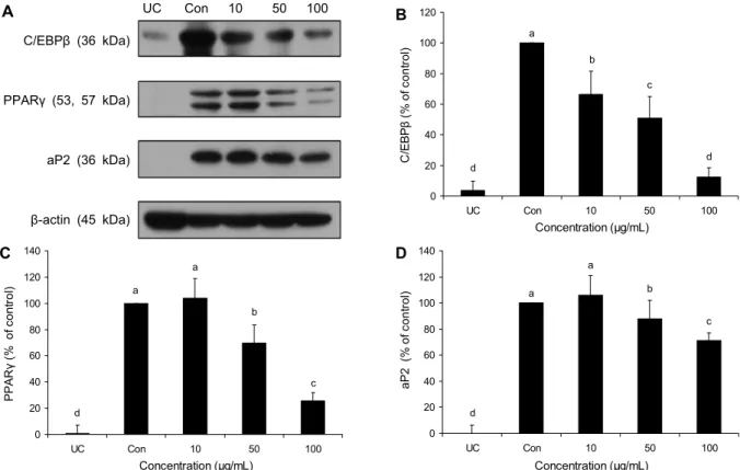 Fig. 5. Effect of corn silk extract on C/EBPβ, PPARγ, and aP2 protein levels during differentiation of 3T3-L1 adipocytes