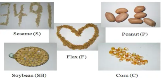 Fig.  1.  Oil  grain  seeds.