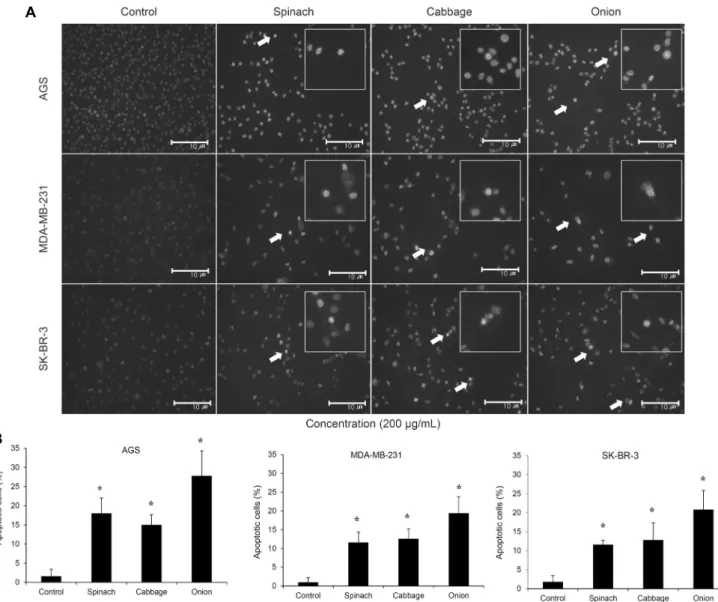 Fig. 2. The effects of spinach, cabbage, and onion extracts on apoptosis in AGS, MDA-MB-231, and SK-BR-3 cells