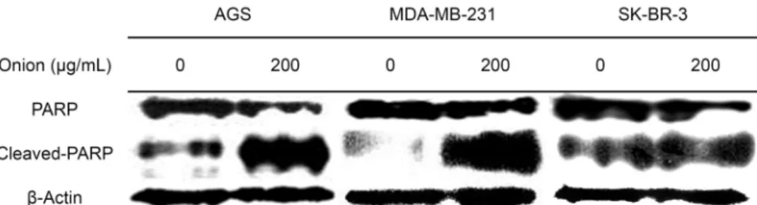 Fig. 4. The effect of onion extract on PARP protein in AGS, MDA-MB-231, and SK-BR-3 cells