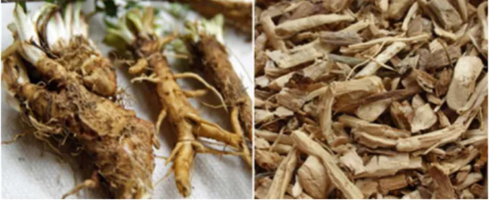 Fig.  1.  Cichorium  intybus  L.  (chicory)  belongs  to  the  family  Asteraceae  which  is  a  small  aromatic  biennial  or  perennial  herb  (Left,  unprocessed  roots;  right,  processed  roots  with  cleaning,  cutting  into  slices,  and  drying)