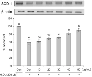 Fig. 5. Effects of eriodictyol on superoxide dismutase-2 (SOD-  2) gene expression against hydrogen peroxide-induced oxidative  stress in HepG2 cells