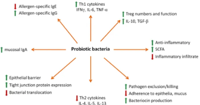 Fig.  1.  The  various  physiological  functions  of  Probiotics  as  lactic  acid  bacteria
