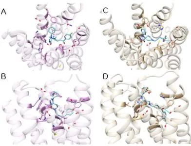 Figure 6 .     A, top view and B, side view of the spiperone binding pose in D1DR. C, top view and D, side  view of the spiperone binding pose in D2DR