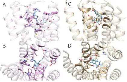 Figure 4.    A, top view and B, side view of the SCH-23390 binding pose in D1DR. C, top view and D,  side view of the SCH-23390 binding pose in D2DR
