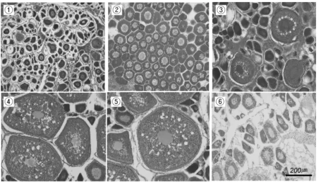 Fig. 5. Photomicrographs of the ovaries at different stage of maturity of D. berycoides