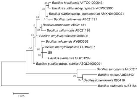 Fig. 1. Phylogenetic analysis of the isolate  based on 16s rRNA gene sequence of other  microorganism