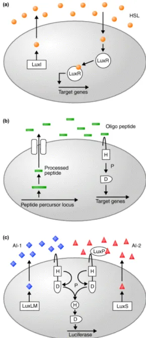 Fig. 1.  Several  typical  QS  systems  among  bacteria.  (a)  In  most  Gram-negative  bacteria,  LuxI-type  enzymes  catalyze  the  formation  of  species-specific  HSLs  (circles),  which  are  detected  by  LuxR-type  transcriptional  regulators