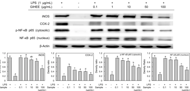Fig. 4. Effect of Grateloupia imbricata Holmes ethanol extract (GIHEE) on LPS-induced iNOS, COX-2, phospho-NF-κB  p65  (cytosolic), and NF-κB p65 (nucleus) expression in LPS-induced RAW 246.7 cells