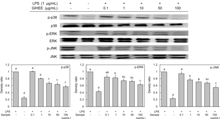 Fig. 5. Effect of Grateloupia imbricata Holmes ethanol extract (GIHEE) on MAPKs expression in LPS-induced RAW 246.7 cells