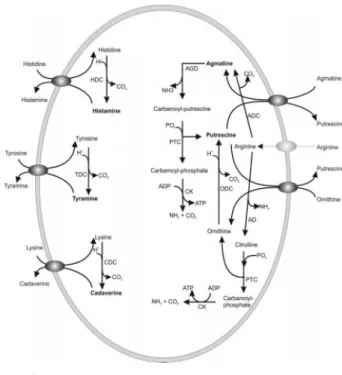 Fig.  3.  Biogenic  amine  biosynthesis  pathways  in  lactic  acid  bacteria  (Calzada  et  al.,  2013)