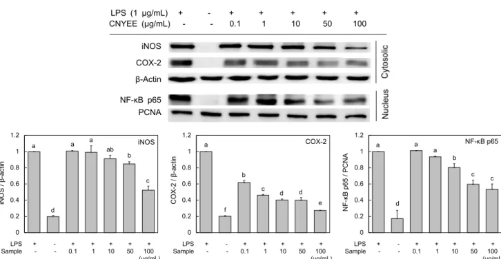 Fig. 4. Effects of Chondrus nipponicus Yendo  ethanol extract on LPS-induced iNOS, COX-2, and NF-κB  p65 expression in RAW  264.7 cells