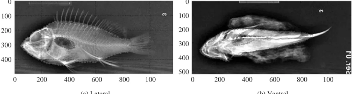 Fig. 1. Example of digitized and reconstructed shape of a fish body and a swim bladder