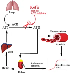 Fig.  2.   Role  of  kefir  in  regulating  blood  pressure  (Ahmed  et  al.,  2013).