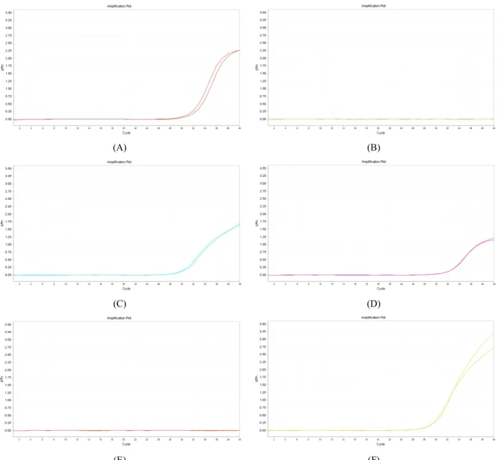 Fig. 2.  Amplification  curves  of  real-time  PCR  with  bovine-specific  primers.  (A)~(D)  represent  caprine  infant  formulas  (step  1)  of  four  companies  (A,  B,  C  and  D),  respectively;  (E),  caprine  city  milk;  (F),  bovine  city  milk.