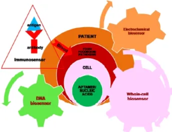 Fig.  3.  Classification  of  biosensors.