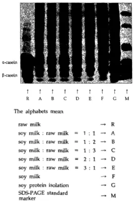 Fig. 15.  Electropherograms  of  casein  from  Mozzarella  cheese  analogue. 짜렐라 치즈에서 매우 적은 양의 카제이네이트를 분류하는것은 적합하지 않다고 하겠다(Tunick  et  al.,  1989).우유의 주단백질인 casein의 분자량 범위는 α-casein이22～23.7  Kd,  β-casein은 23.0～24  Kd,  γ-casein은 11.5～22.5  Kd이다