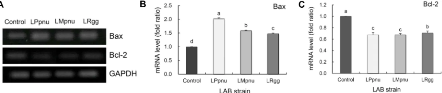 Fig. 7. Effects of LAB isolated from kimchi on the gene expressions of Bax and Bcl-2 in HT-29 cancer cells