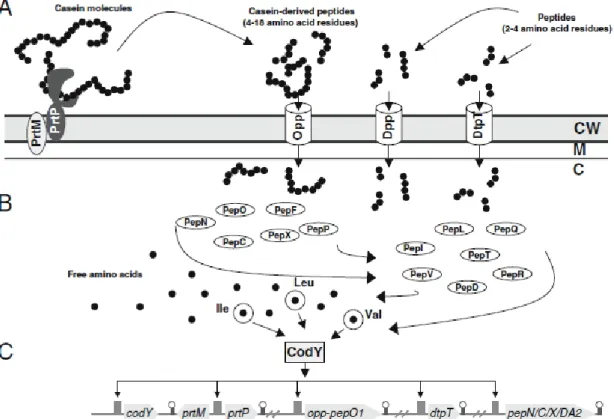 Fig. 1.  Representation  of  the  proteolytic  system  of  lactococci  in  casein  breakdown  containing  theire  regulation  (model  of  Doeven  et  al.,  2005)