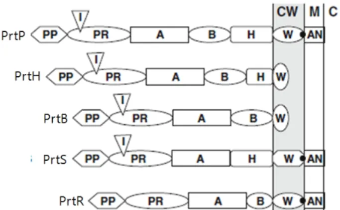 Fig. 2. Schematic  representation  of  CEPs  of  different  LAB  strains  (model  according  to  Siezen,  1999;  Fernandez-Espla  et  al.,  2000; 