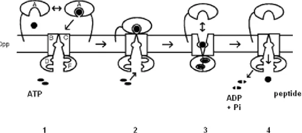 Fig. 3.  Oligopeptide  (Opp)  transport  system  model  in  gram  positive  bacteria  (model  according  to  Doeven  et  al.,  2008)