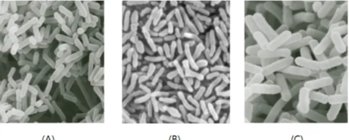 Fig.  1.  Morphology  of  typical  probiotics  at  scanning  electron  microscope.  (A)  Lactobacillus  rhamnosus;  (B)  Bifidobacterium  longum;  (C)  Lactobacillus  acidophilus.