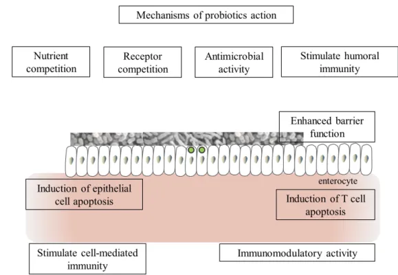Fig.  3.  Mechanisms  of  probiotic  action  in  inflammatory  bowel  disease  (IBD)  (Adapted  from  O’Hara,  A