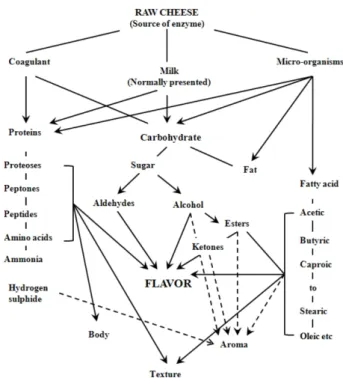 Fig. 1. Diagram showing  the ripening  of cheese  through  enzymatic activity  (Scott  et  al.,  1986).
