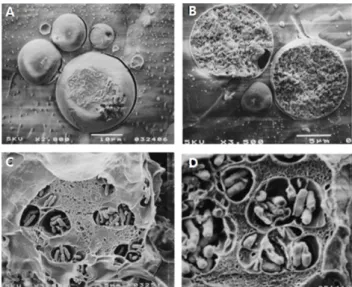 Fig.  2.  Cold-stage  scanning  electron  microscopy  (cryo-SEM)  of  calcium alginate microcapsules