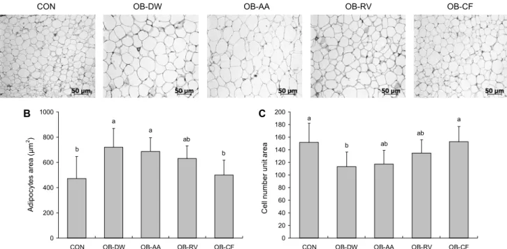 Fig. 1. Effect of Rhus verniciflua vinegar on abdominal adipocyte. (A) Hematoxylin-eosin stained section of abdominal adipose  tissue (×100)