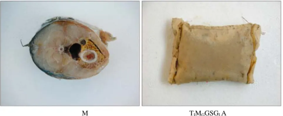 Fig. 5. Type of baits used in fishing experiments.