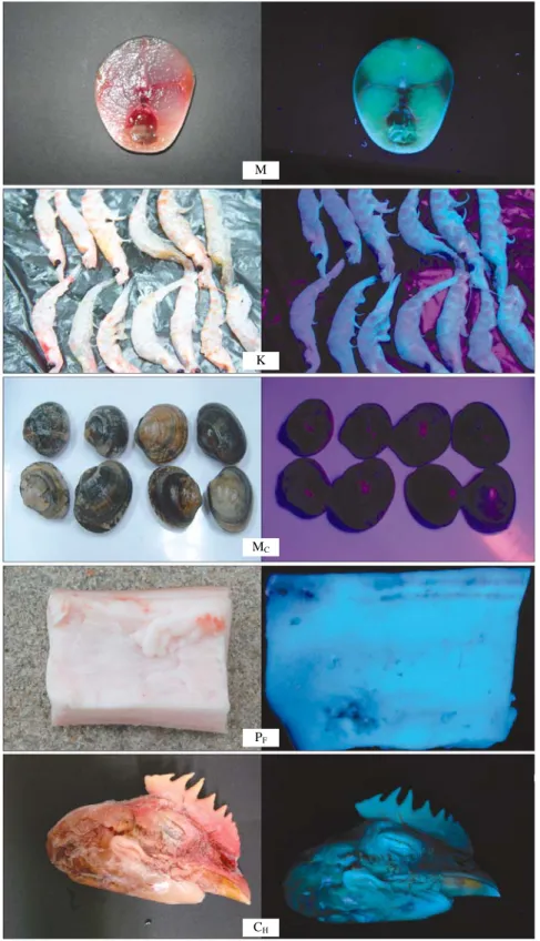 Fig. 6. Images of the baits under the day light(left) and UV light(right).