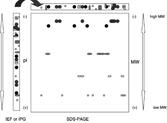 Fig. 2.  Schematic  representation  of  a  two-dimensional  (2-DE)  map.  Proteins  were  separated  on  the  horizontal axis based on isoelectric point and on the vertical axis based on molecular weight (Pedreschi  R et al., Crit Rev Food Sci Nutr, 50(7),