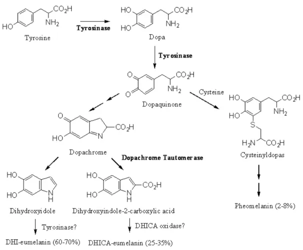 Fig. 1. Melanin biosynthesis pathway질 수 있다.  식품분야 활용방안  동양권의 미백시장규모는 매년 급성장하고 있으며 지역적인 고유의 시장임에도 불구하고 기술력을 앞세운 서구 선진국의 진출에 의하여 시장이 잠식되고 있다