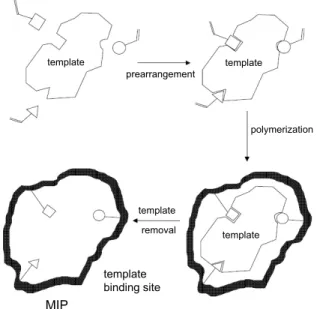 Fig. 1. Schematic diagram of molecularly imprinting polymer preparation (Suedeea R  et al ., J Chromatogr B, 811, 2004).