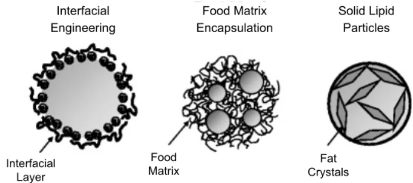 Fig. 1. Possible means of structuring emulsified lipids to alter their bioavailability (McClement DJ  et al ., Food Biophys,  3, 219-228, 2008)
