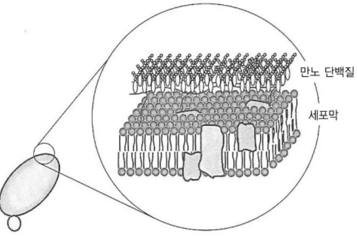 Fig. 7. Mannoprotein on the yeast cell 만노 단백질
