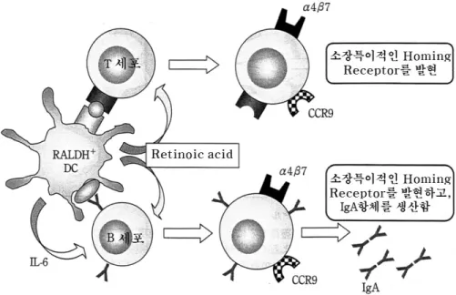 그림 2. RALDH + 수지세포는 레티노인산(RA)을 생산하여 T, B세포에 소장특이적인 호밍 수용체의 발현을 유도하 며, B세포의 IgA 항체생산을 유도한다.