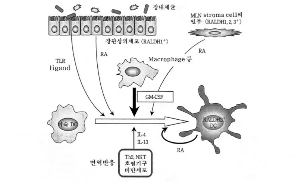 그림 3. 소장관련조직에서 레티노인산(RA) 생산 수지세포의 분화유도 모델