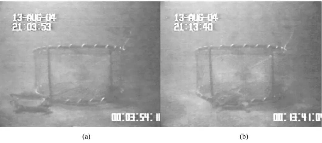 Fig. 7. Behavior of swimming crab to bait for trap.