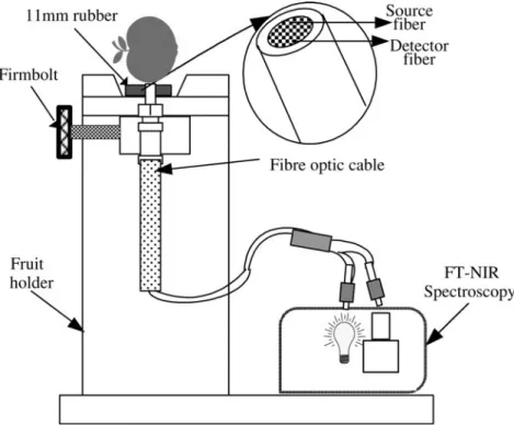 Fig. 2. Schematic diagram of the setup for FT-NIR measurement of apple fruit(Liu et al., 2007)