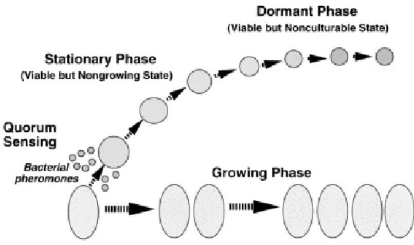 Fig. 1. Transition into stationary phase by quorum-sensing