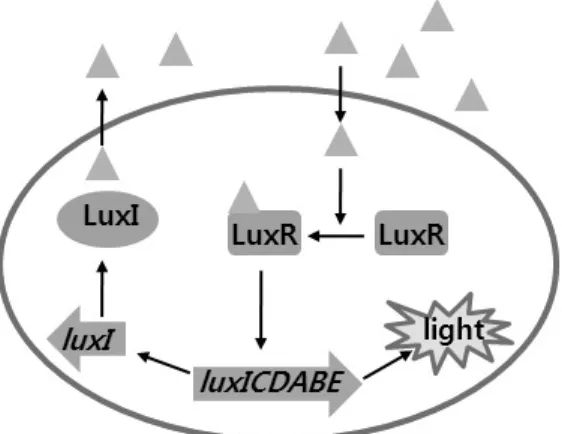 Fig. 3. Peptide quorum-sensing in most gram positive quorum-sensing bacteria