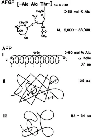 Fig. 1. Schematic representations of the four AF(G)P structures