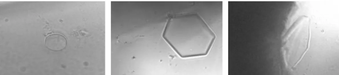 Fig. 4. Morphology of ice crystal in the presence of AFP