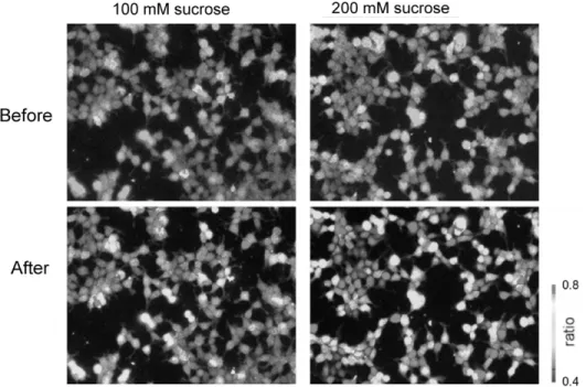 Fig. 2. Sensory  device  using  the  cells  expressing  the  taste  receptor.  Figure  shows  the  cells expressing  the  human  sweet  taste  receptor